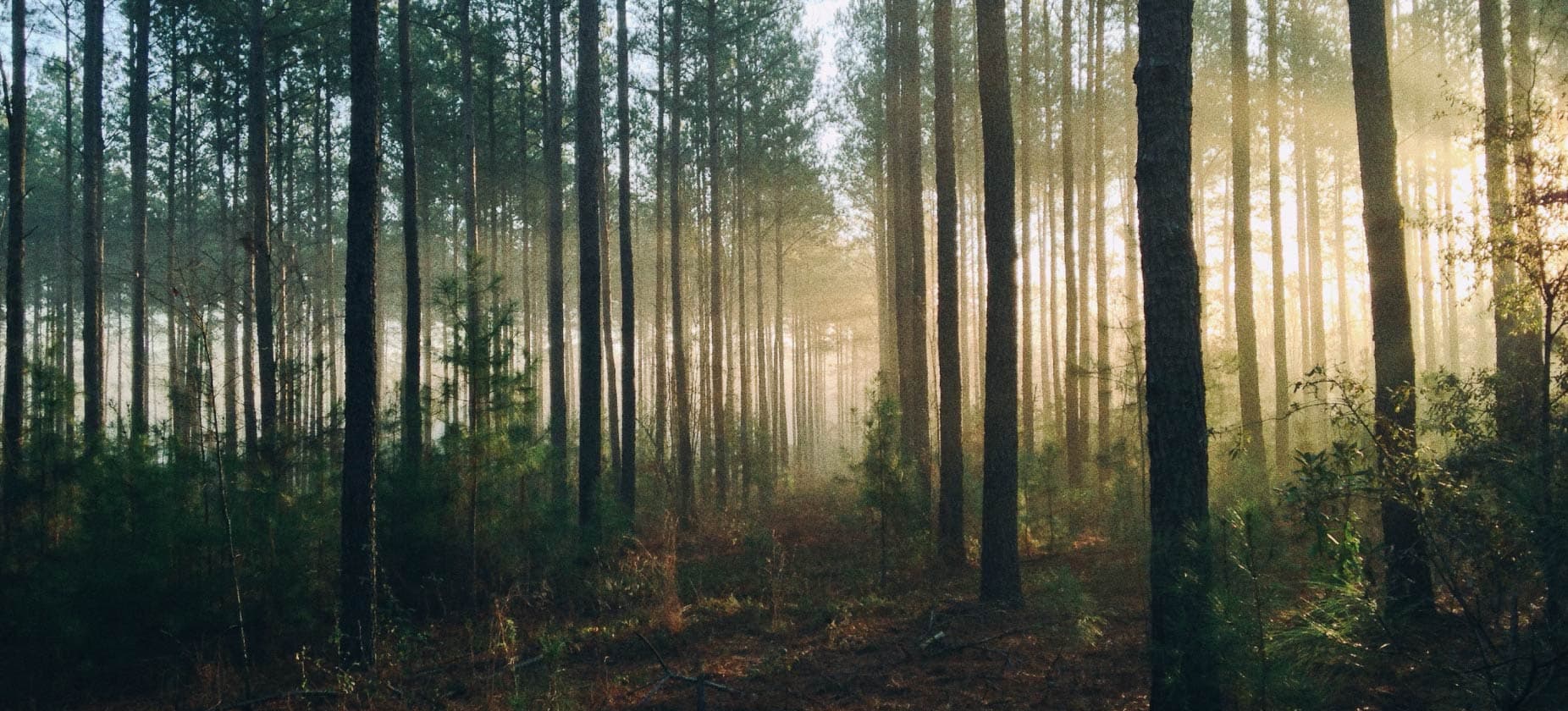 arboles-de-parque-de-birch-bay