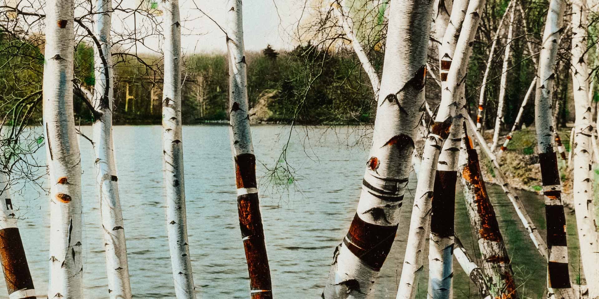 view-through-trees-towards-the-bay